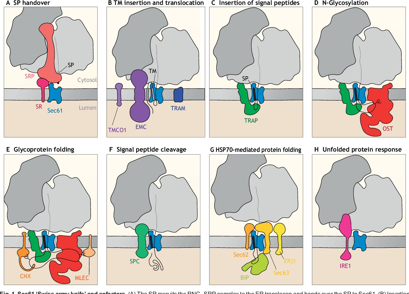 translocon