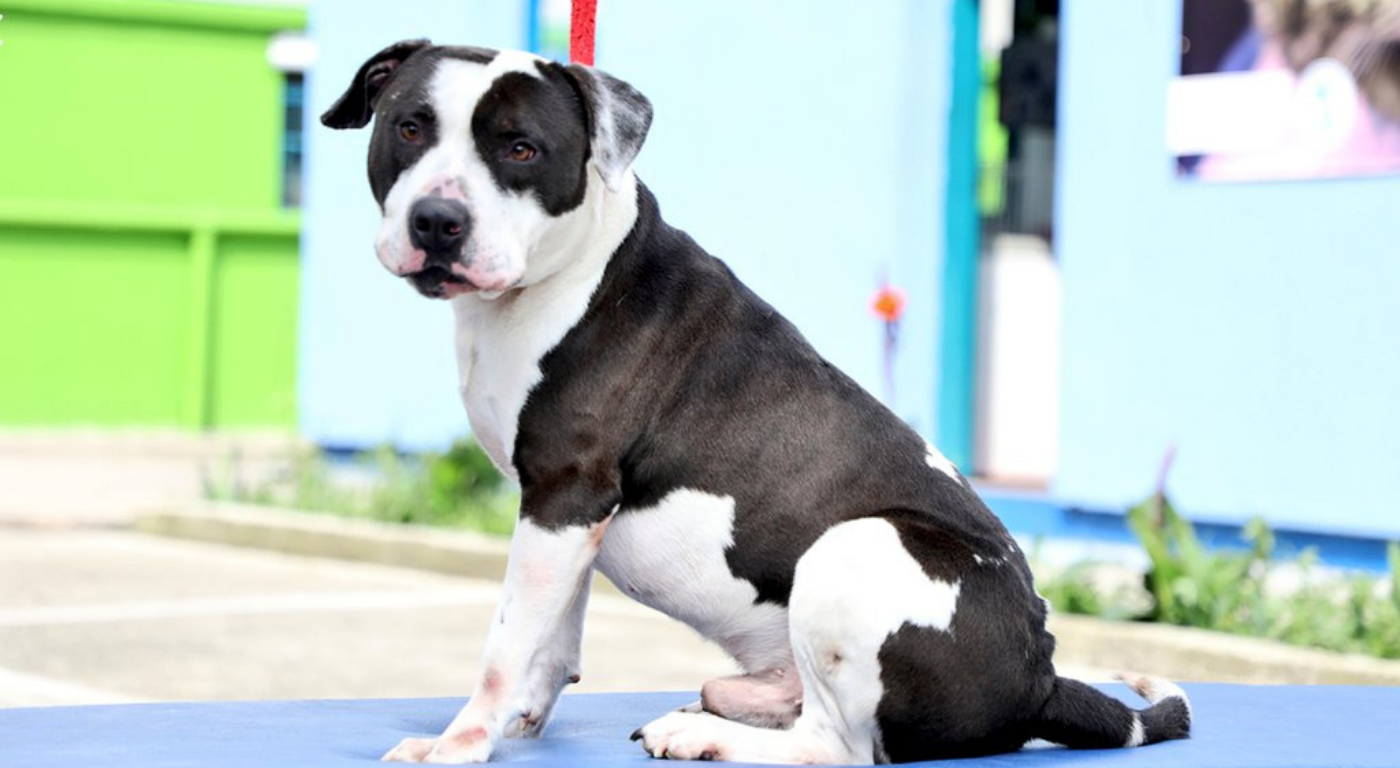 perros de raza en adopcion bogota