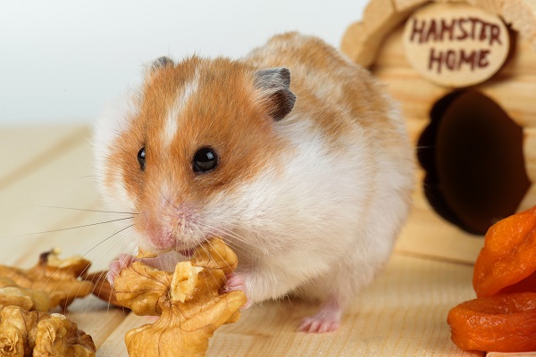 hamster por