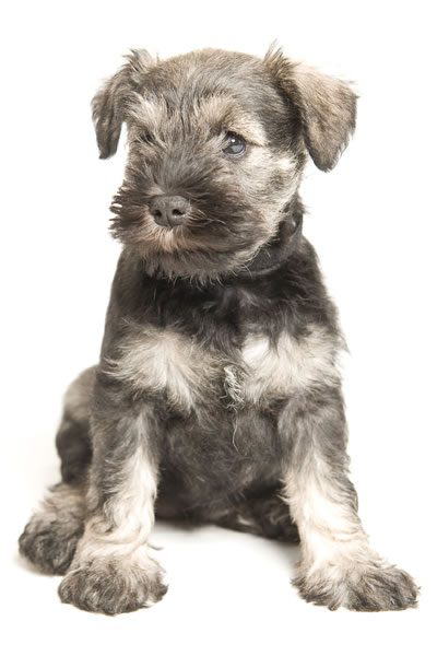 medium schnauzer puppies for sale uk