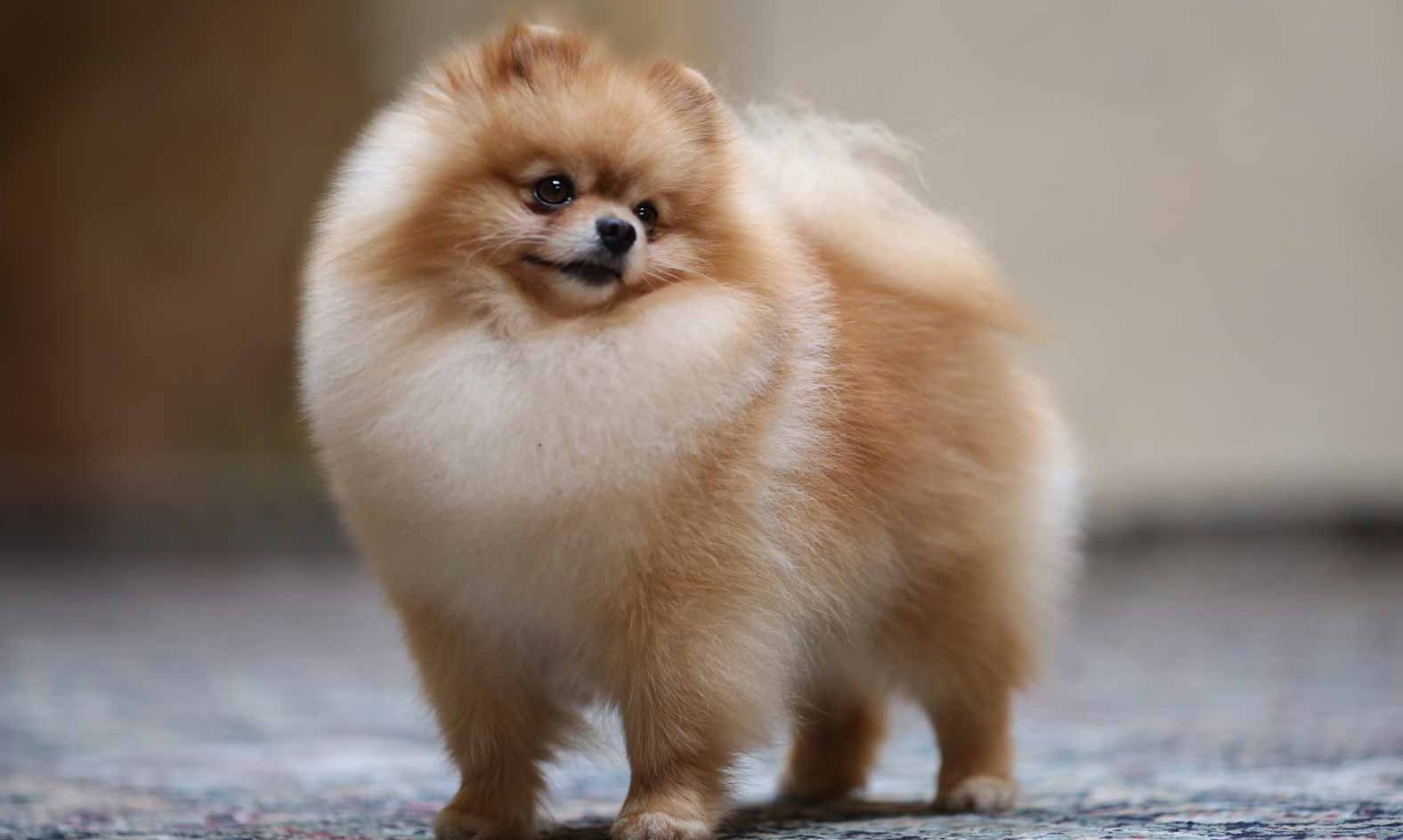 pomeranian puppies for sale near me