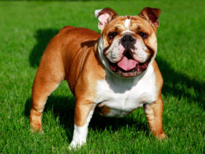 bulldog breeds for sale