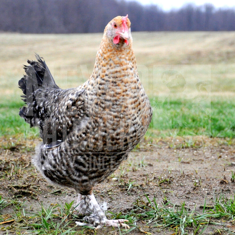 cuckoo maran hen