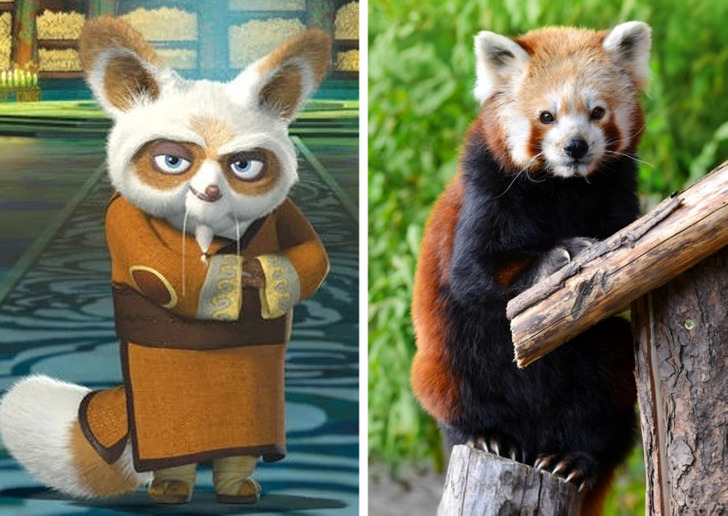 que animal es shifu