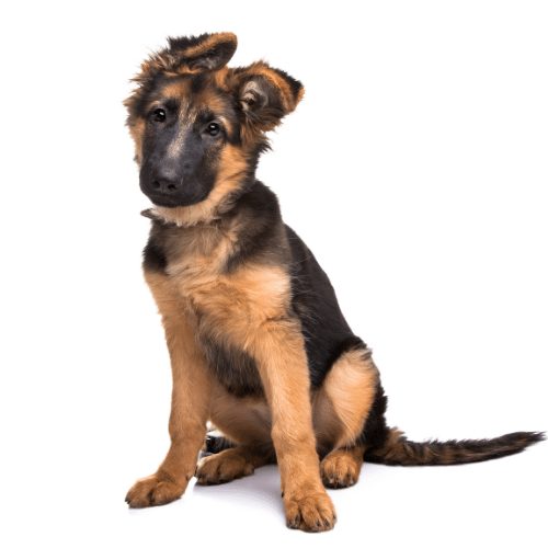 german shepherd price dog