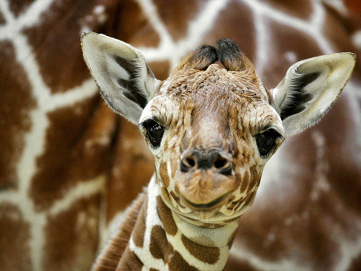 giraffe baby wallpaper