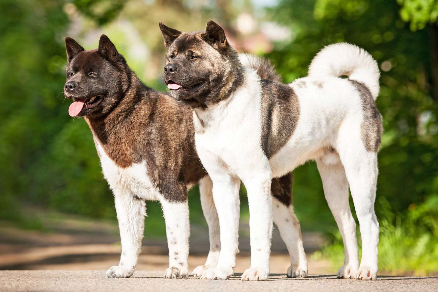 american akita life expectancy