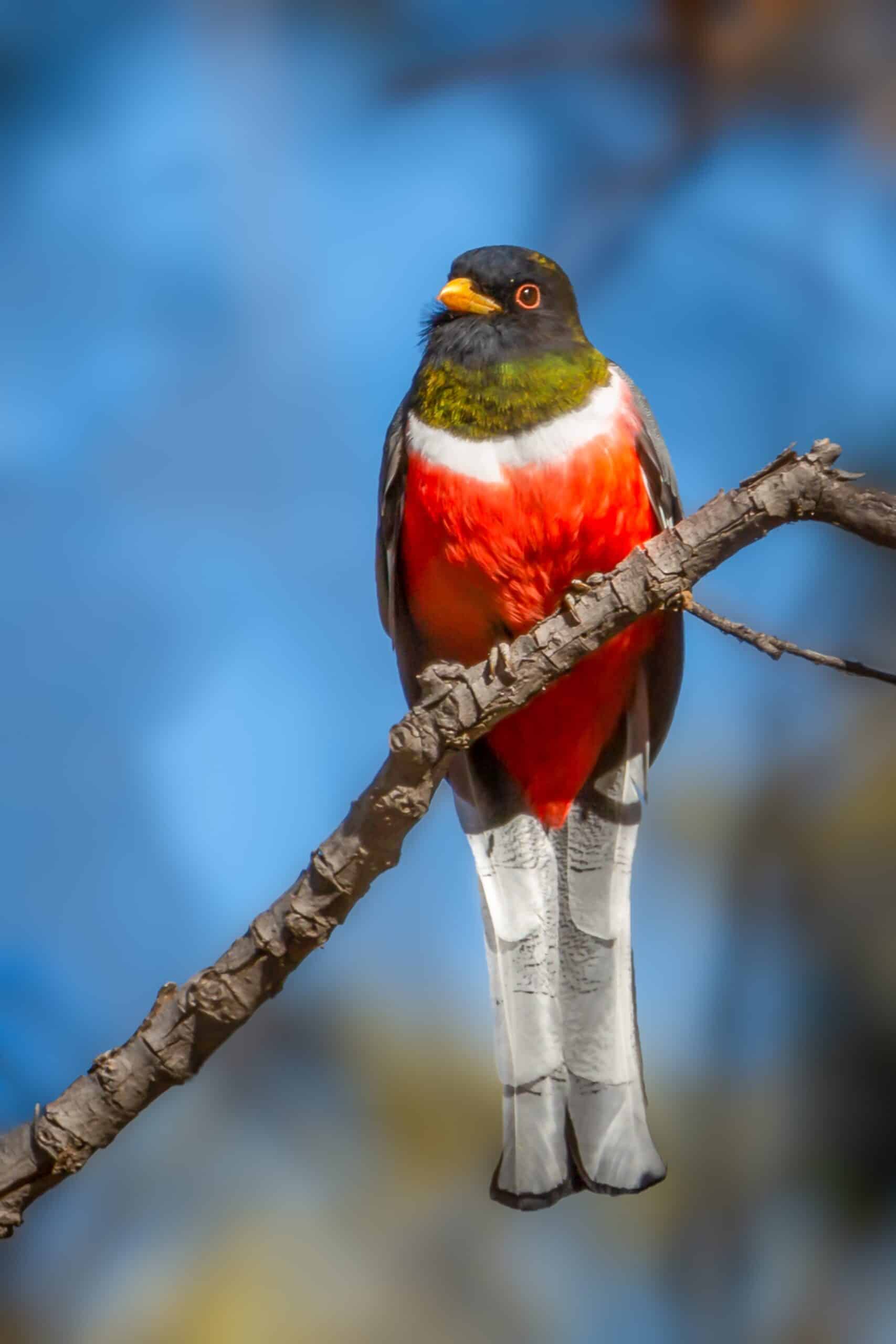 trogon