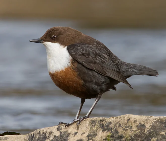 lancashire birds latest sightings