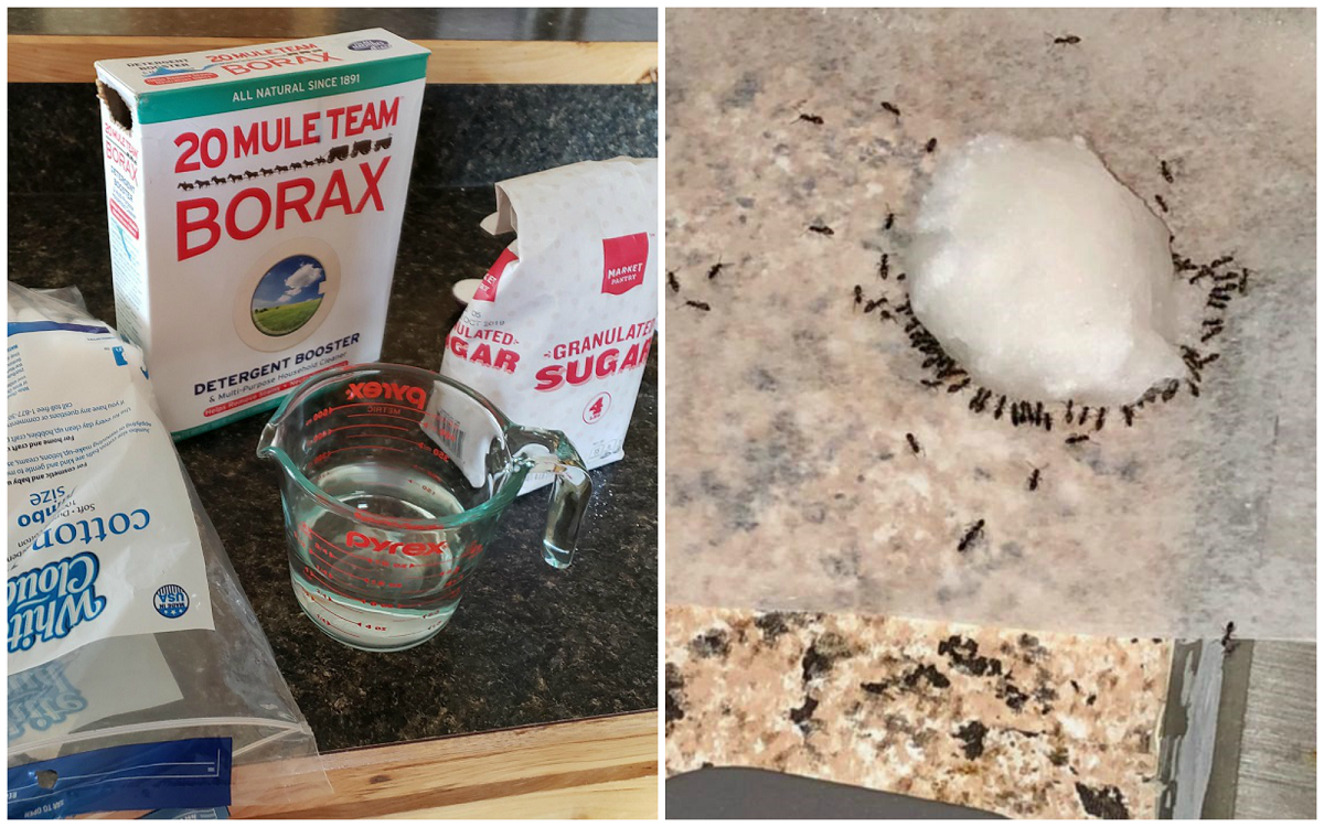 borax for ants