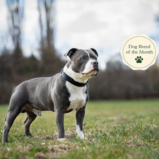 staffordshire bull terrier pics