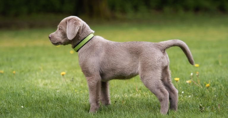 silver labrador retriever puppies