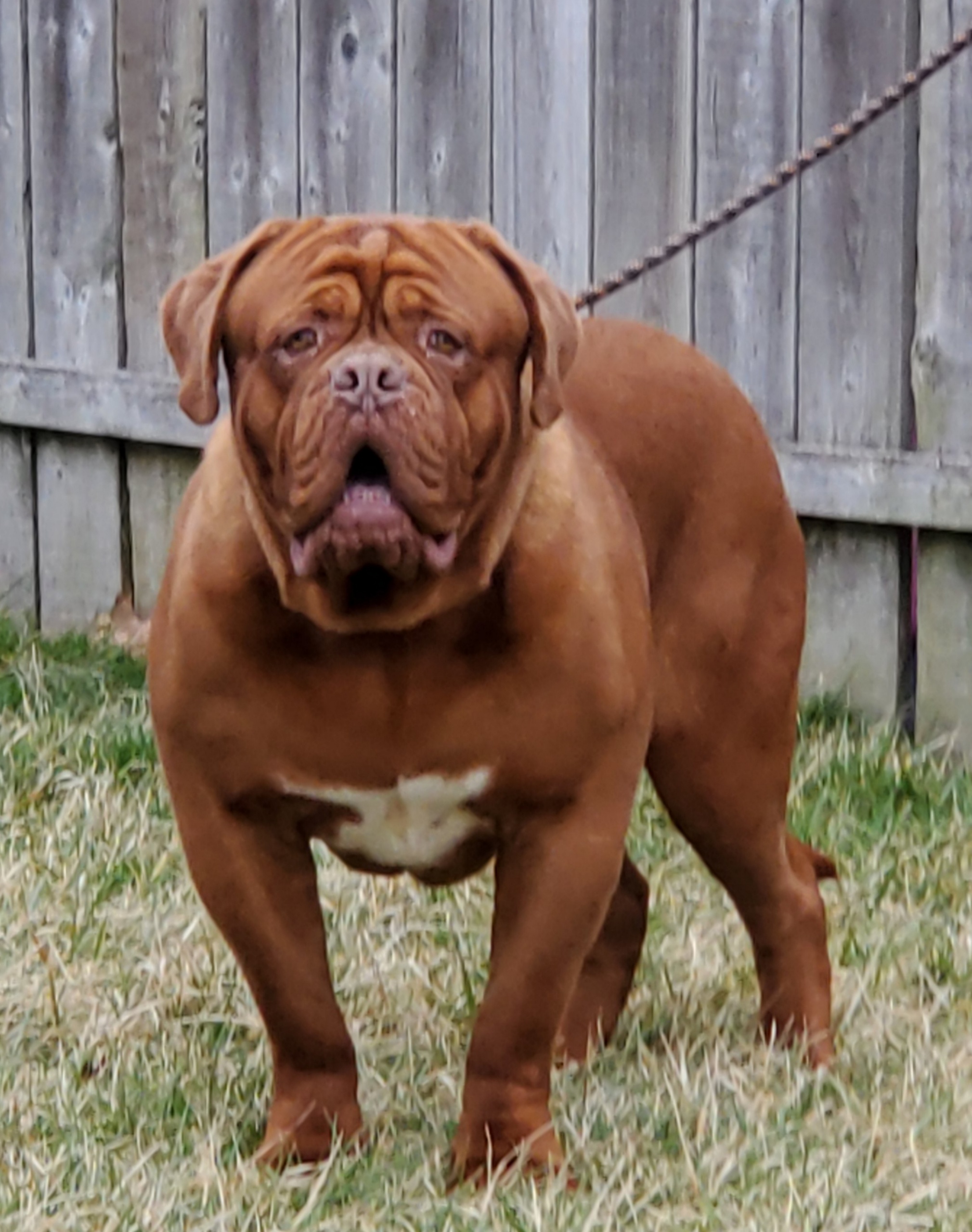 dogue de bordeaux french mastiff for sale