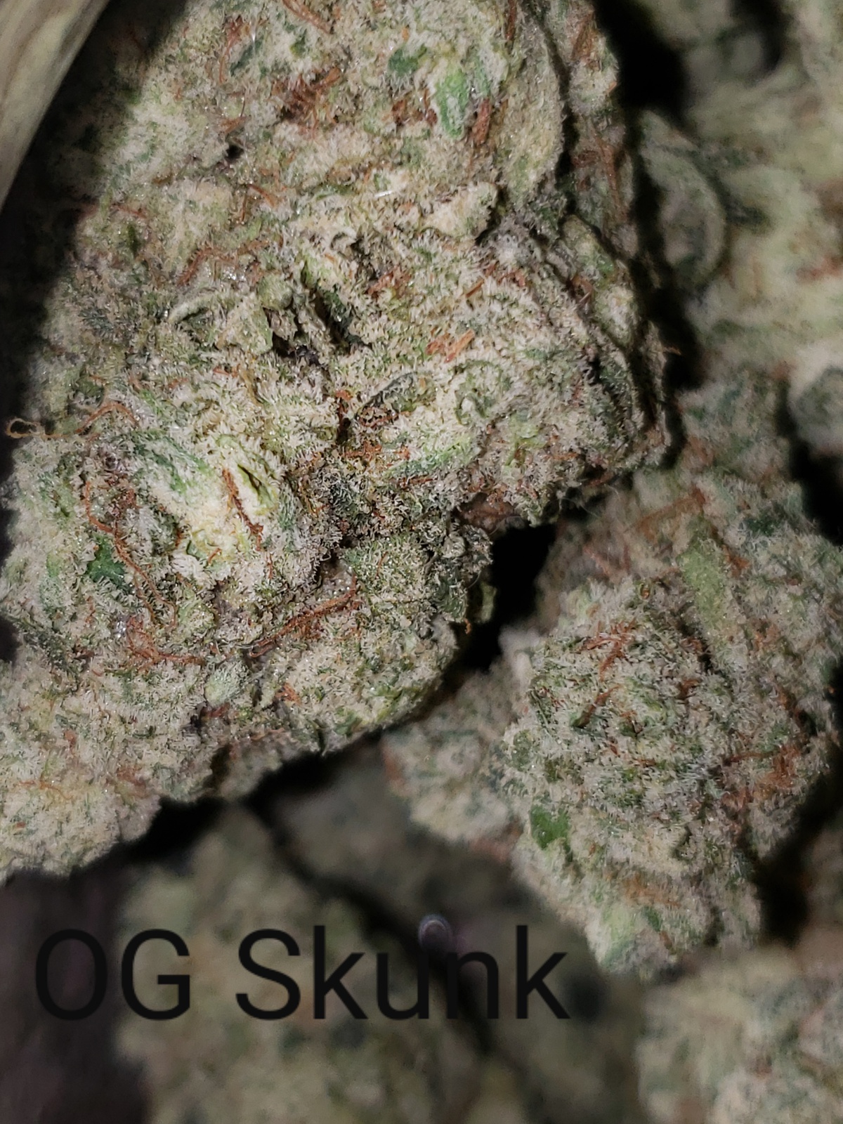 skunk strain allbud