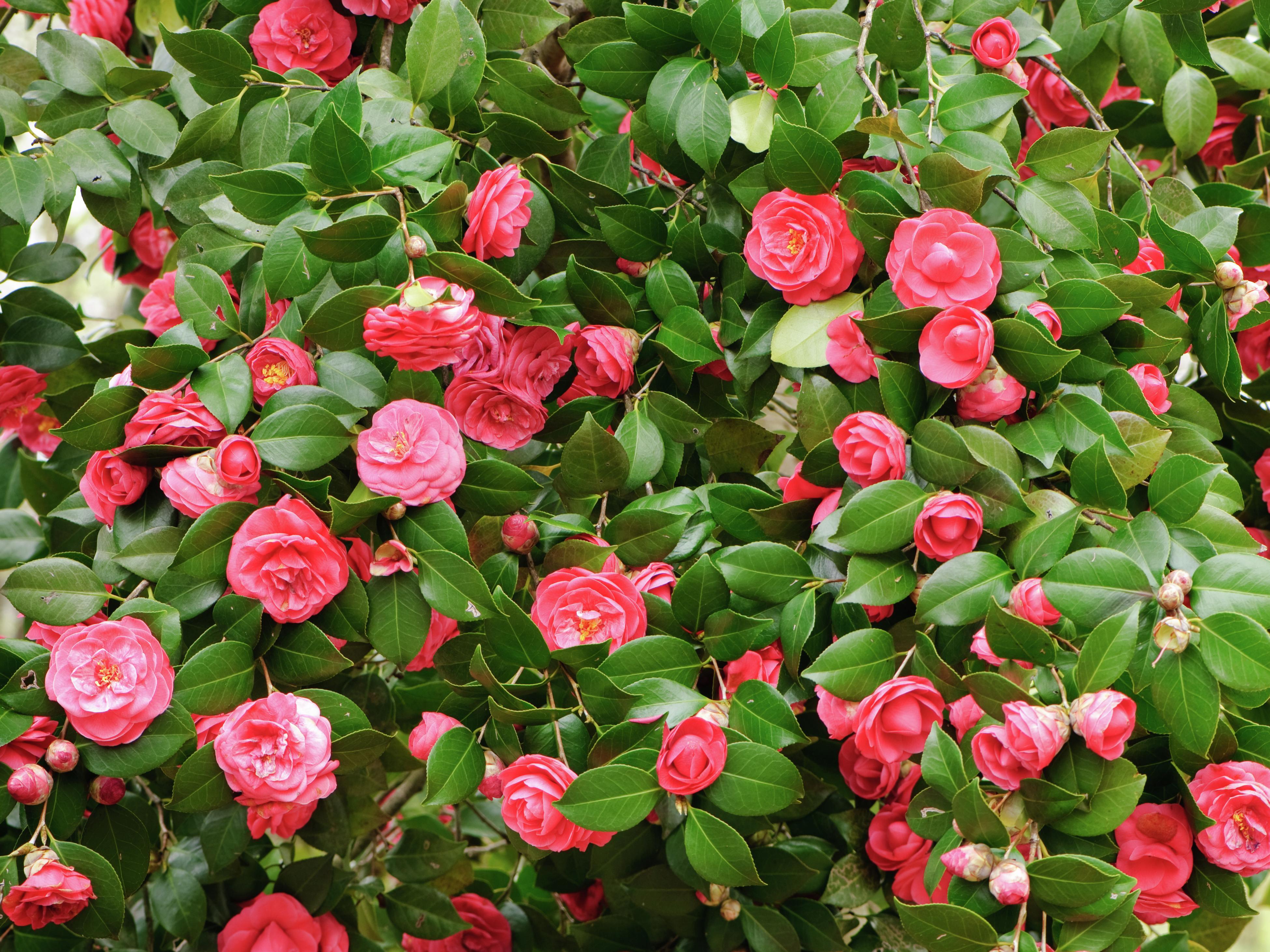 bunnings camellia