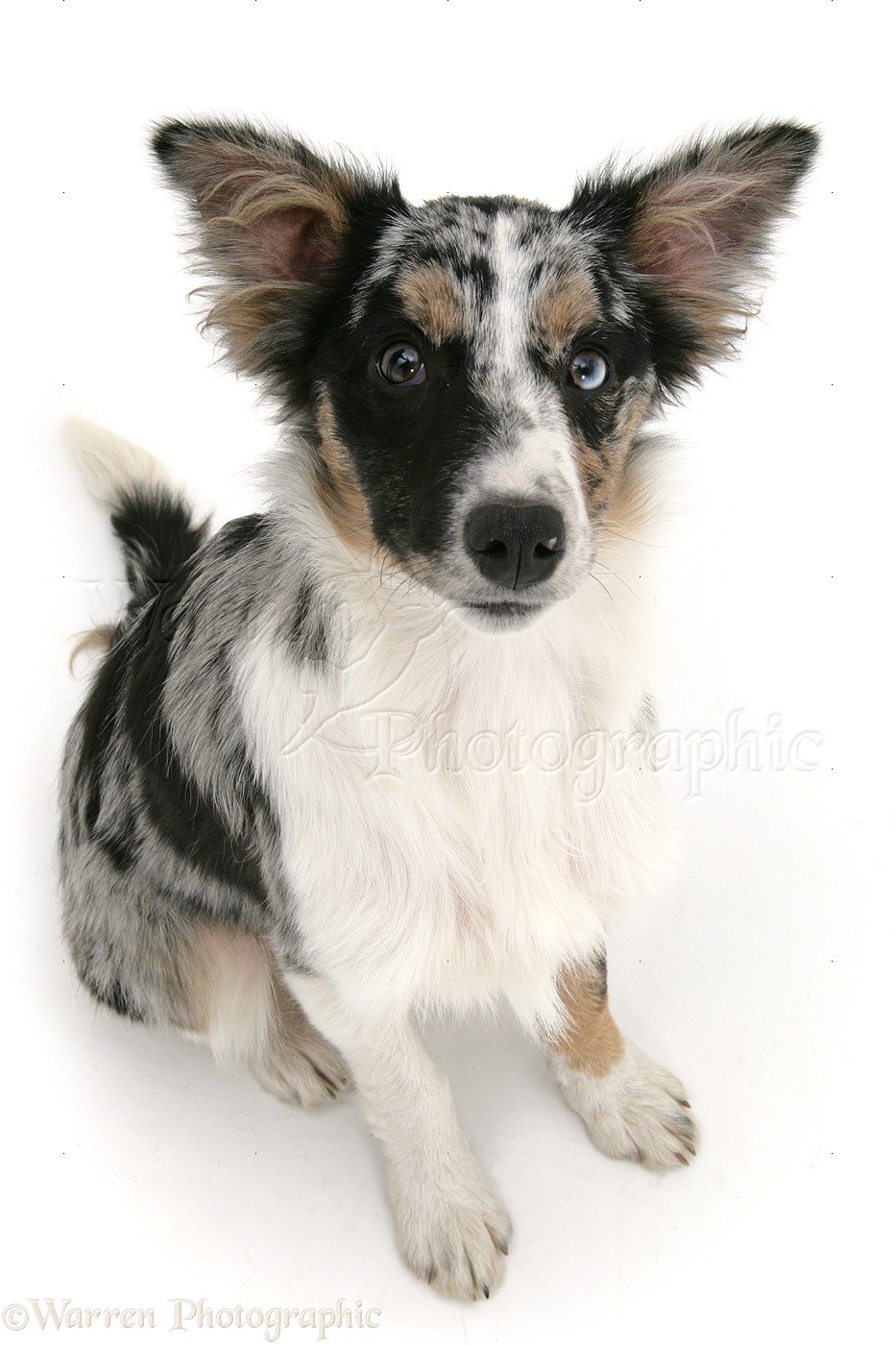 collie cross puppies