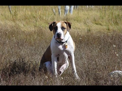 labrador retriever and american bulldog mix