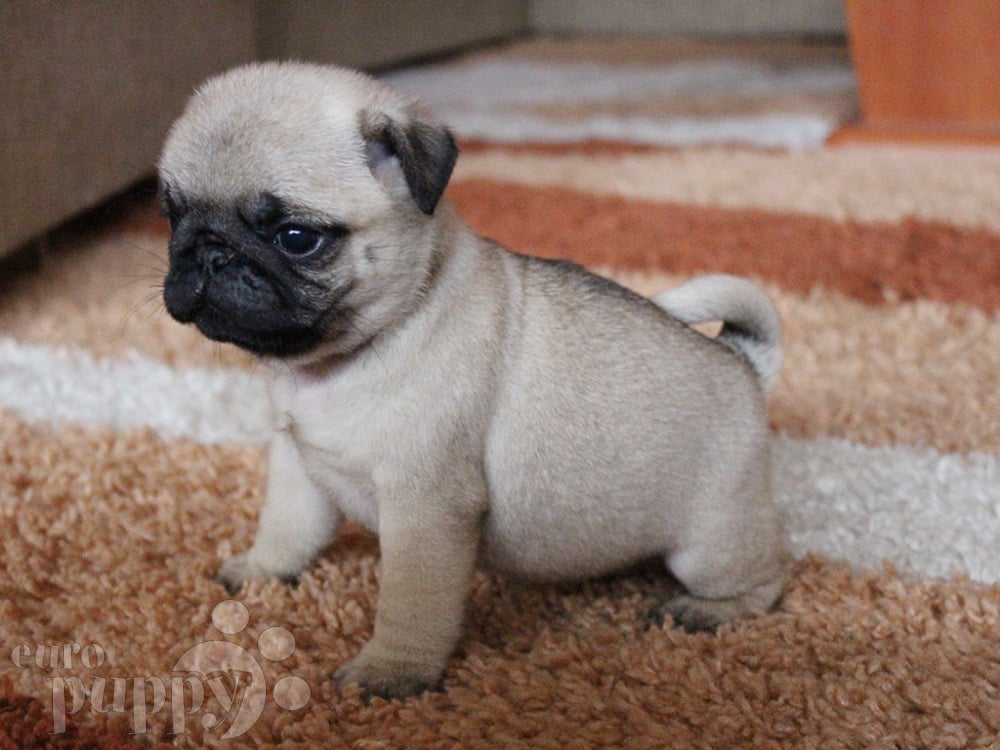 pug dog breed for sale