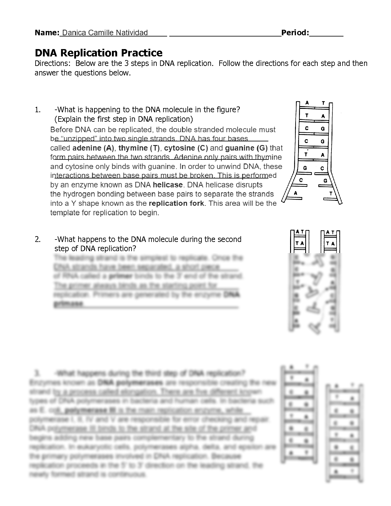 dna replication review worksheet