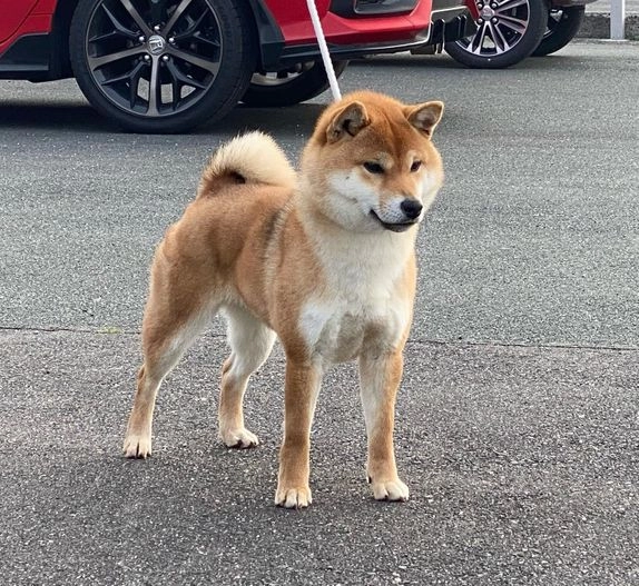 shiba inu puppies for sale uk