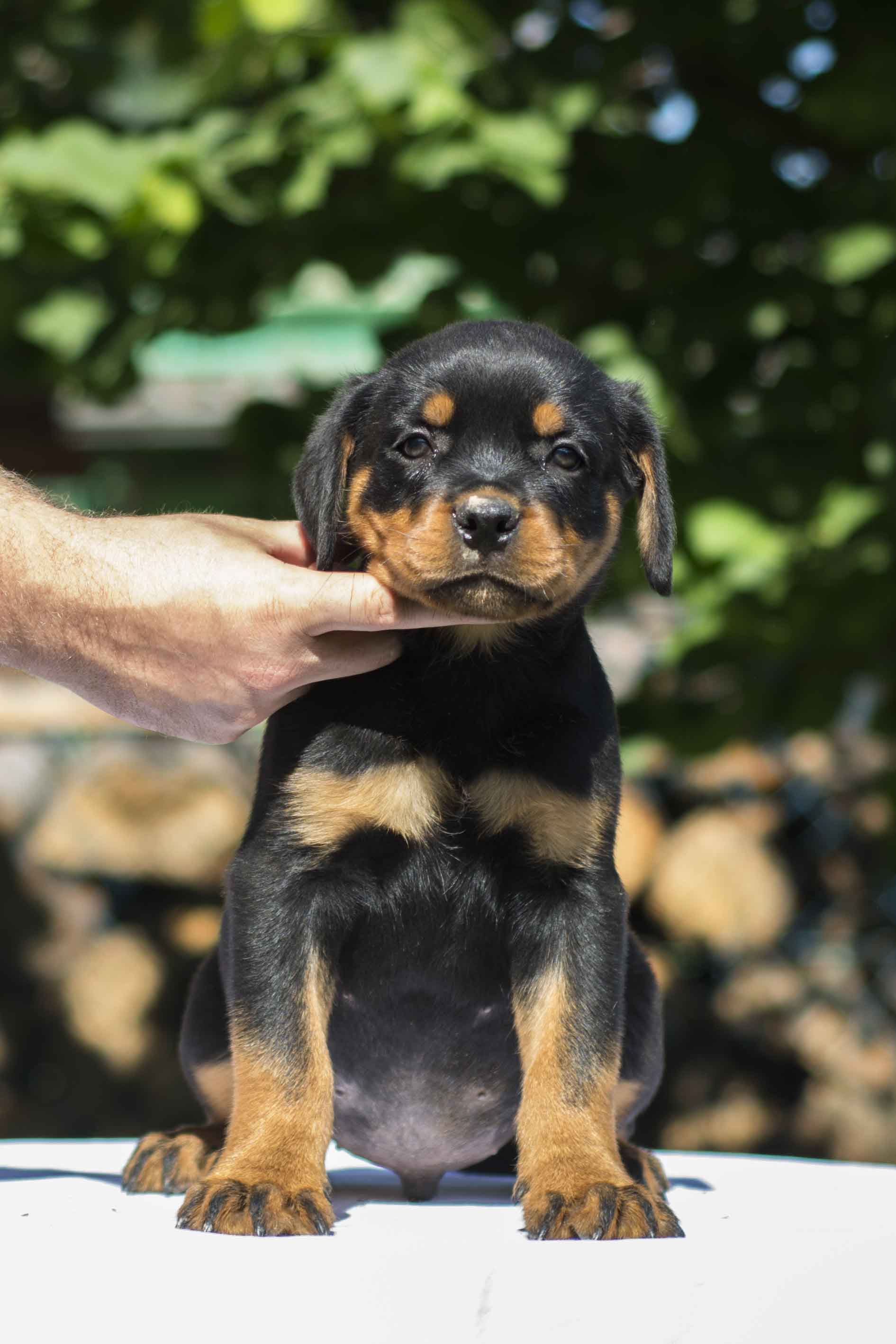 german rottweiler puppies for sale uk