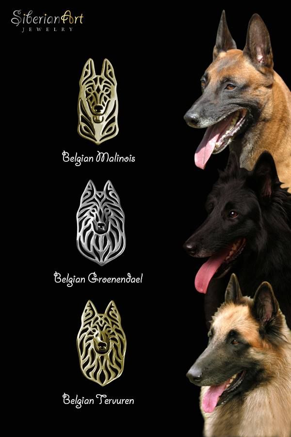 belgian tervuren vs belgian malinois