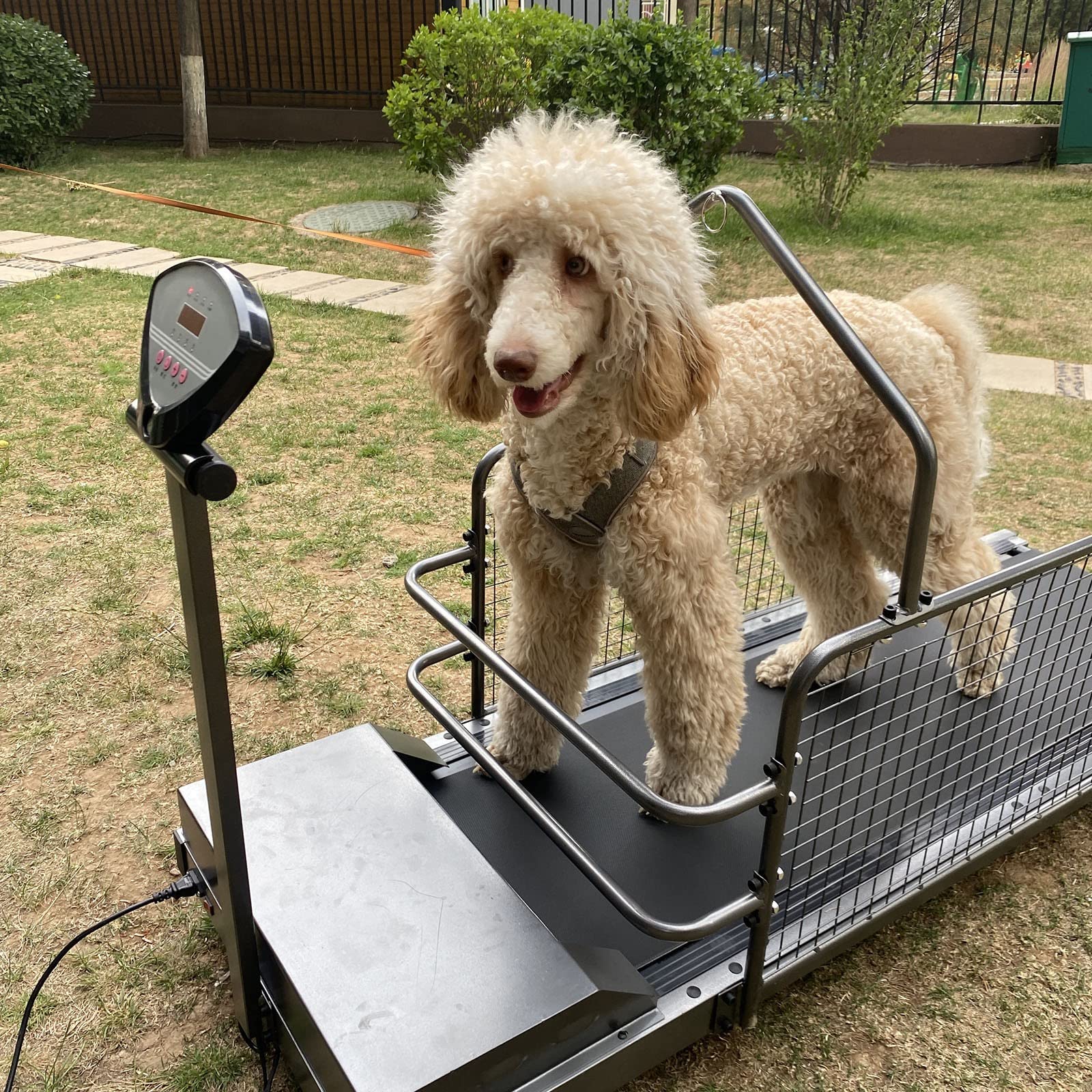 self propelled dog treadmill canada