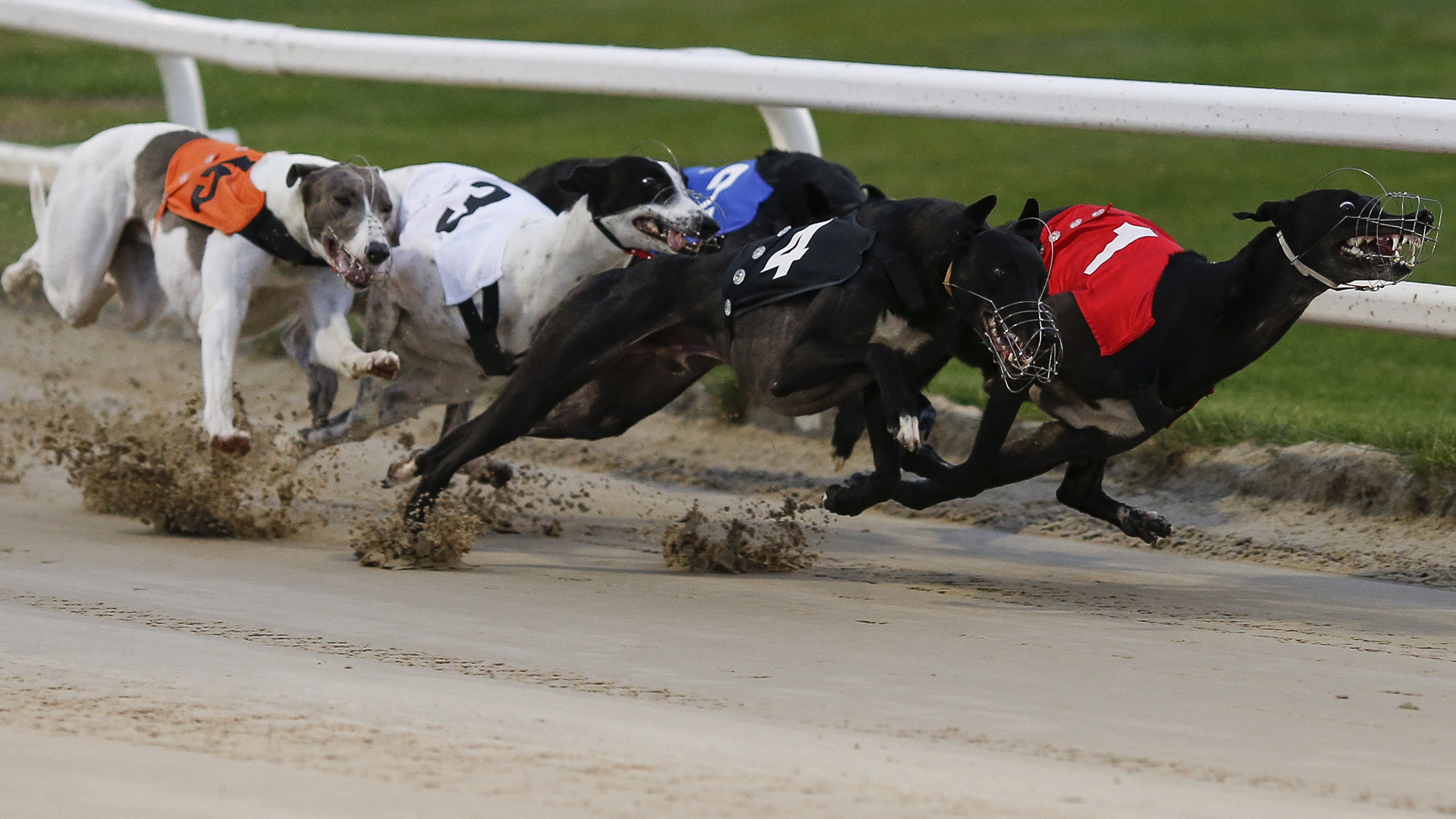 todays dogs racing results