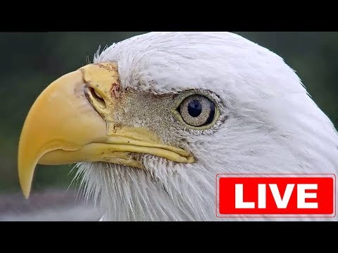 sw eagle cam live