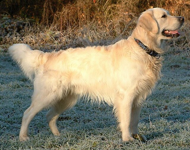 golden retrievers pictures