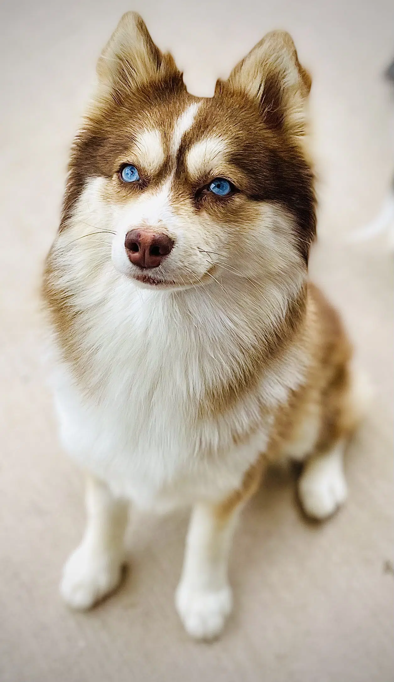 pom husky mix