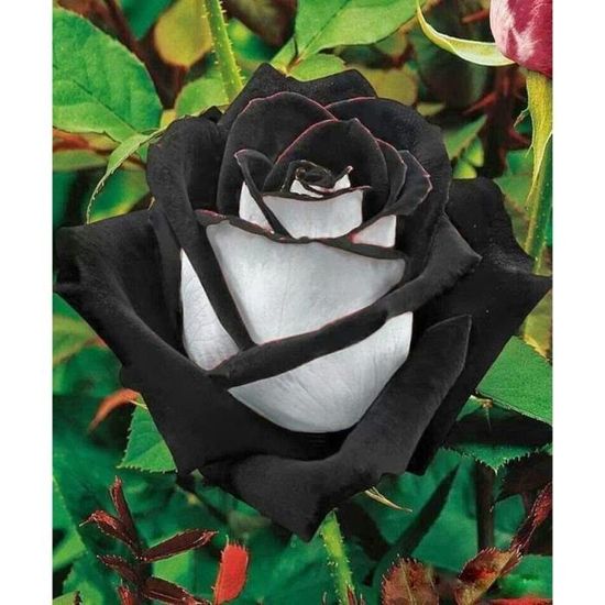 halfeti rosas negras