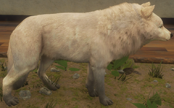 gray wolf cotw