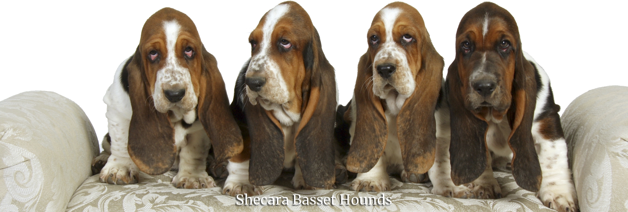 basset hound puppies alberta