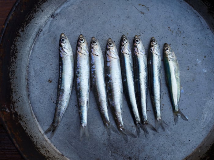 are anchovies fattening