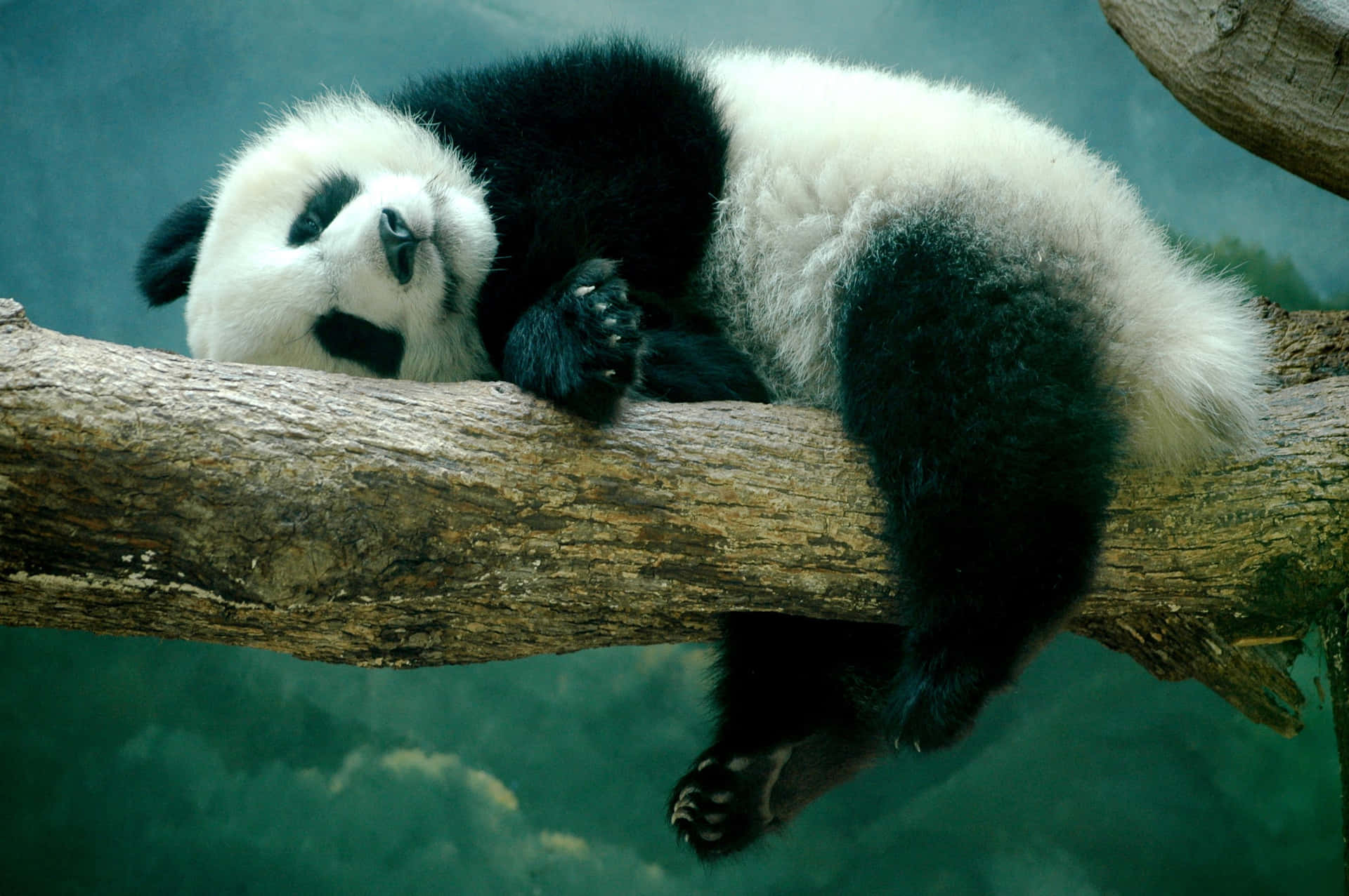 lazy panda wallpaper