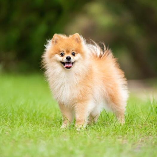 pomeranian dog pics