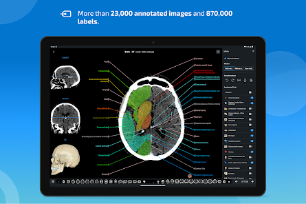 imaios e anatomy