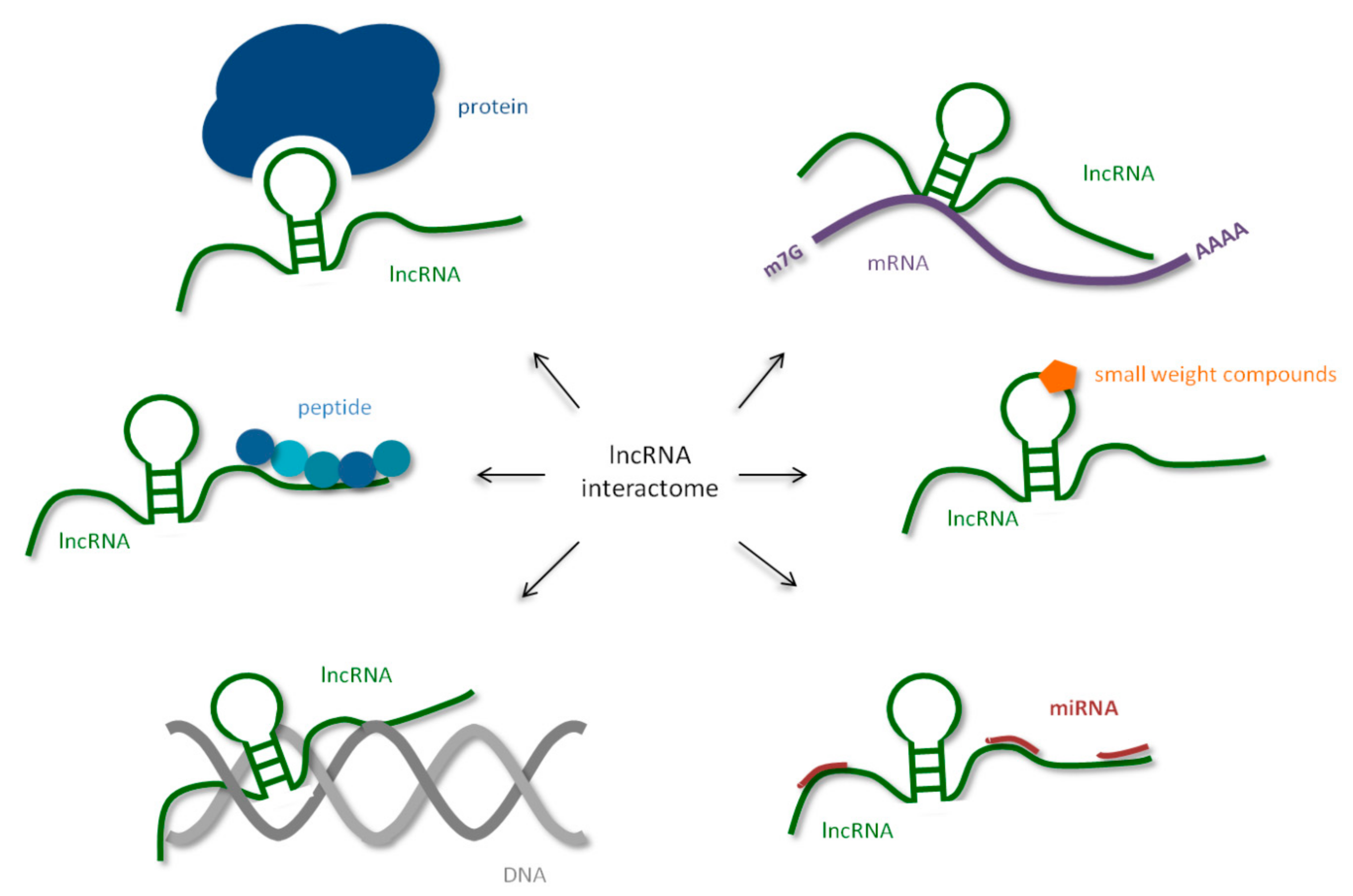 long non coding rna