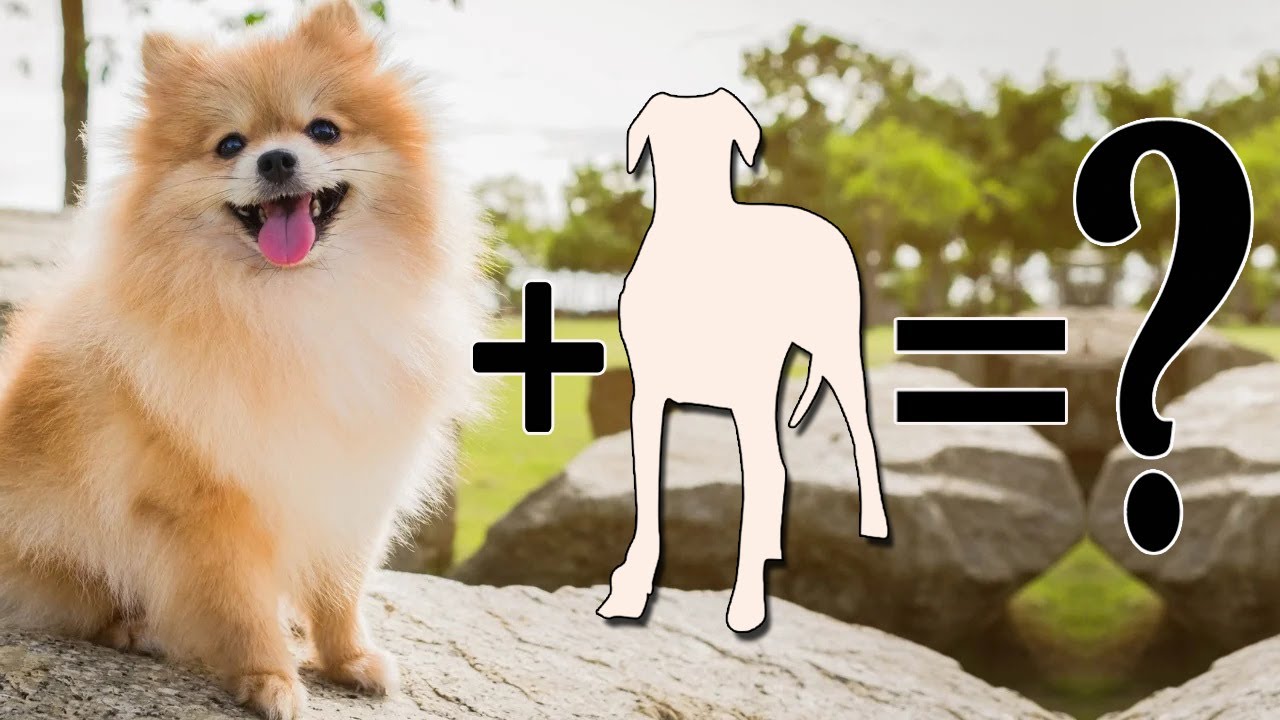 mix pomeranian dog