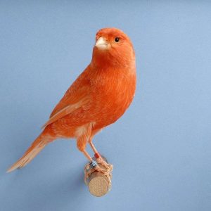 red canary bird for sale