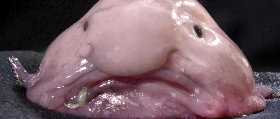 blobfish in water