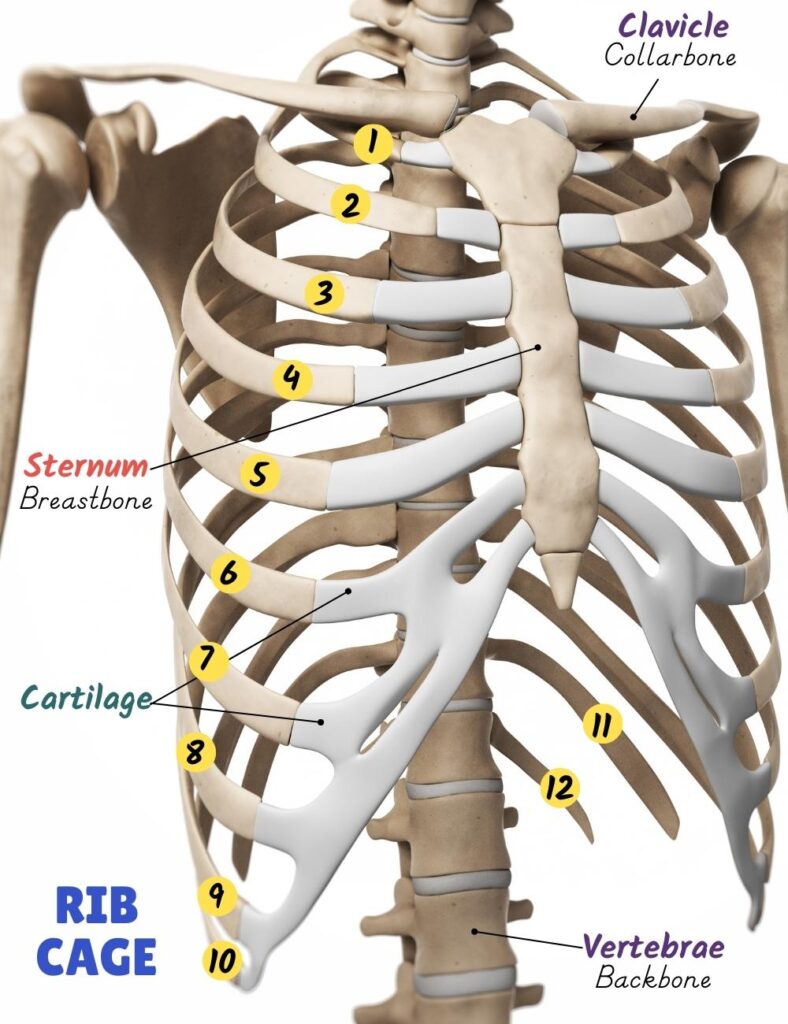 how many pairs of ribs does a human have