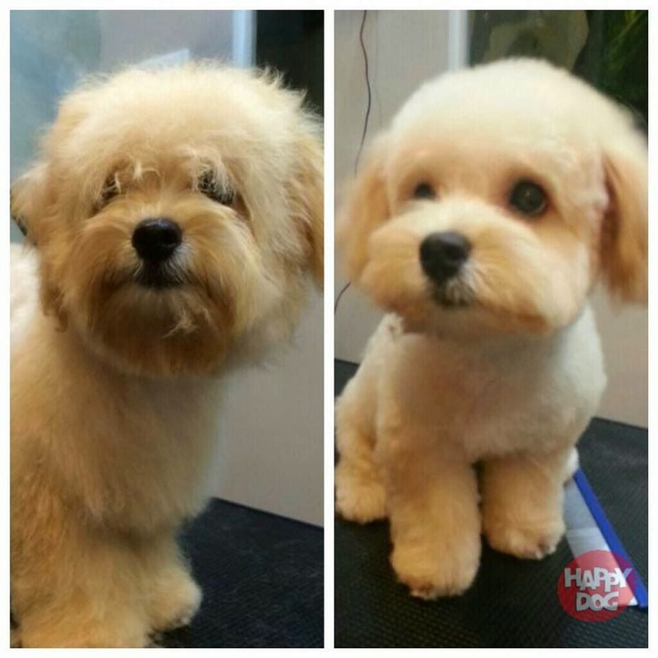 maltipoo haircut ideas