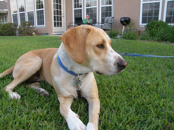 coonhound and lab mix