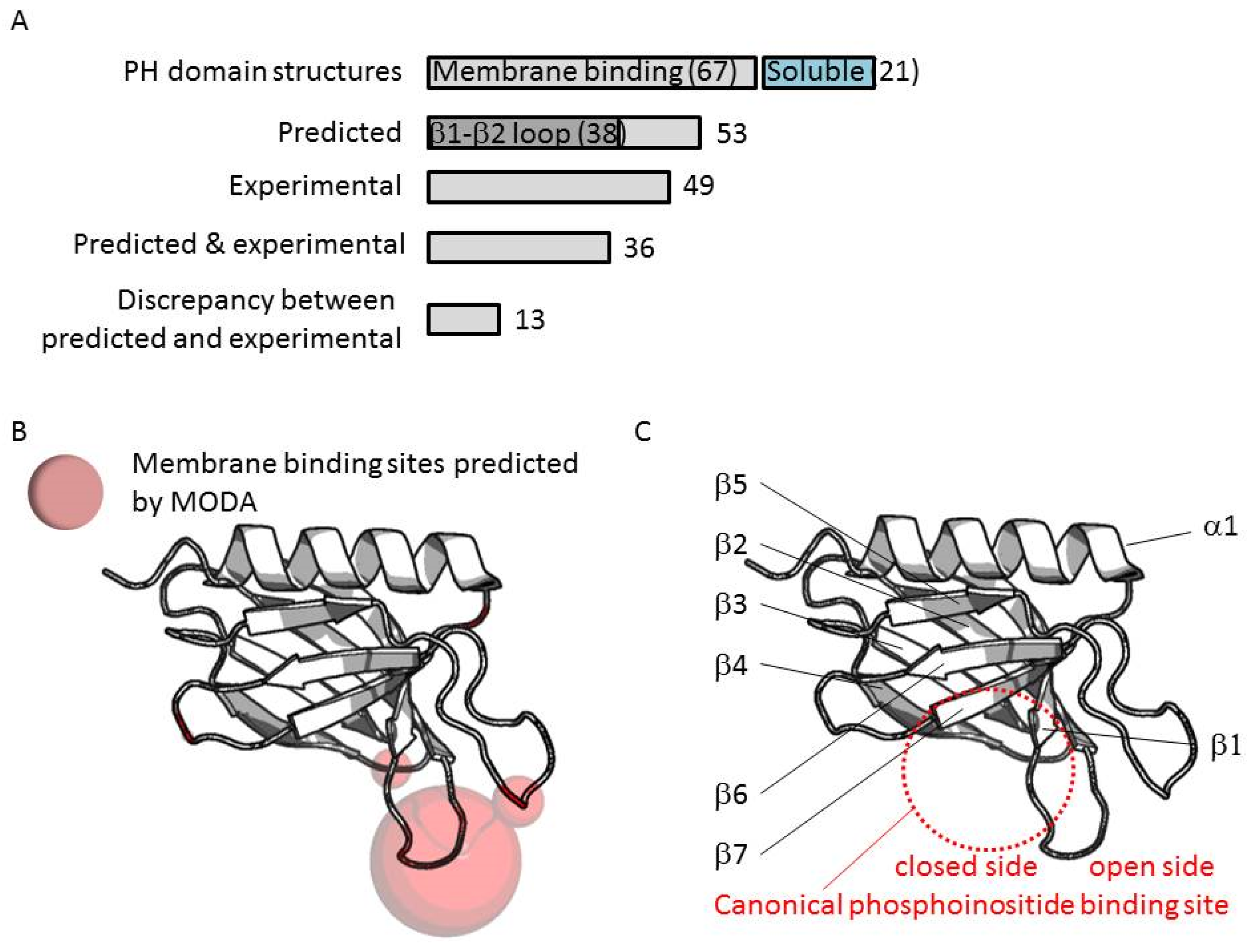 pleckstrin homology domain