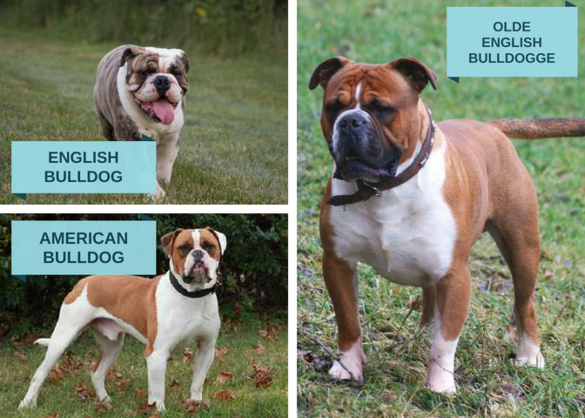 victorian bulldog vs olde english bulldog