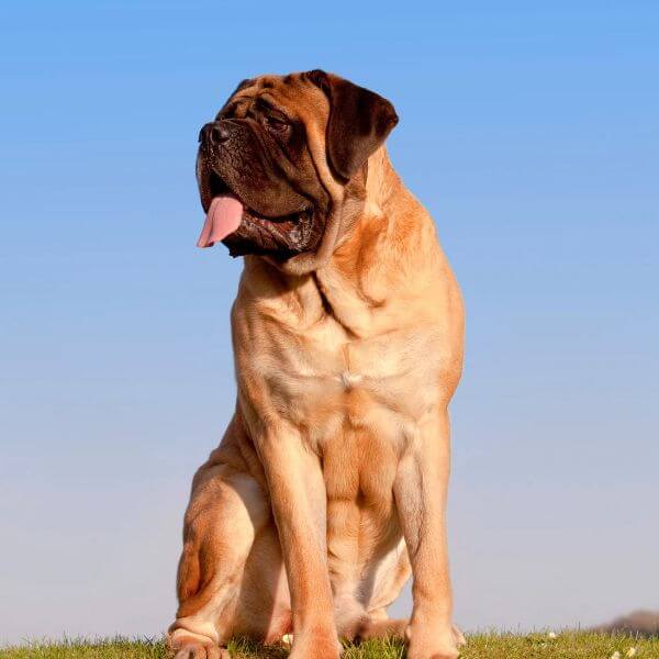 buy or adopt english mastiff