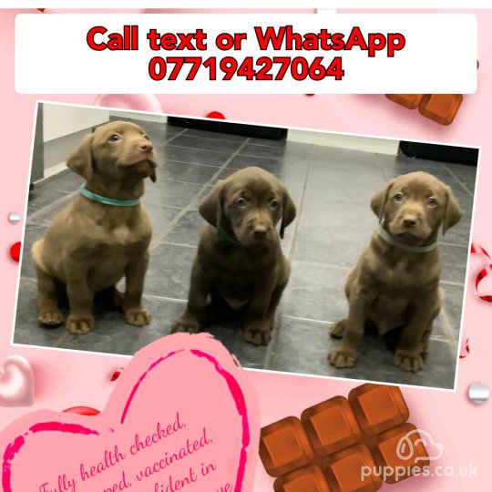 labrador puppies for sale leeds