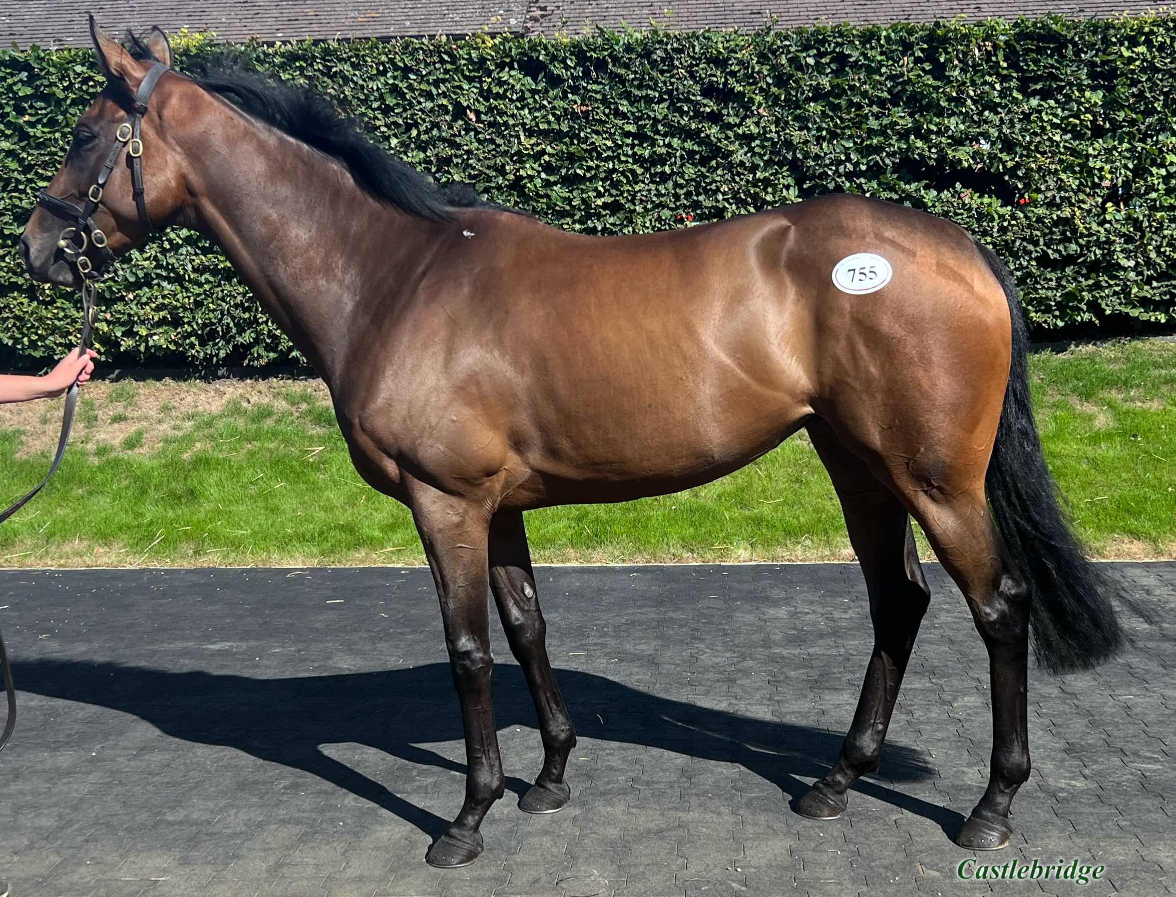 tattersalls july sale 2023